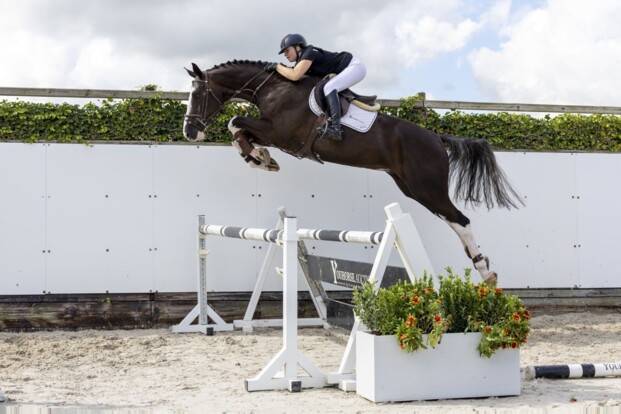O’White geeft met 81.500 euro startschot oktoberveiling Youhorse.auction