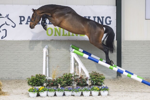 Chacco-Blue en Casall-nakomelingen verkocht voor €29.000 tijdens Paardenveiling Online Chacco-Blue en Casall-nakomelingen verkocht voor €29.000 tijdens Paardenveiling Online