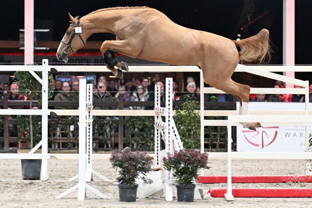 Foto's BWP hengstenkeuring en Eerste manche hengstencompetitie zijn online Foto's BWP hengstenkeuring en Eerste manche hengstencompetitie zijn online