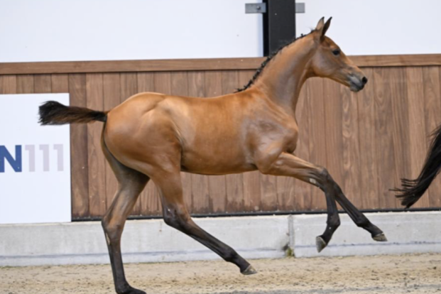 FOAL AUCTION 111 PRESENTEERT HAAR FILLY EDITION:  EEN UITZONDERLIJKE COLLECTIE MERRIEVEULENS!