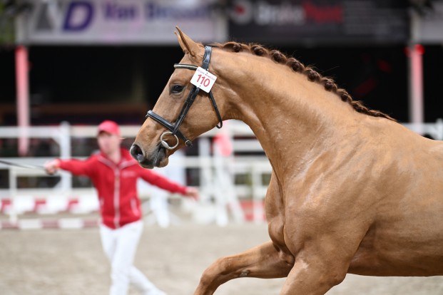 De strijd gaat door: deze hengsten plaatsen zich voor fase drie van de BWP-hengstenkeuring
