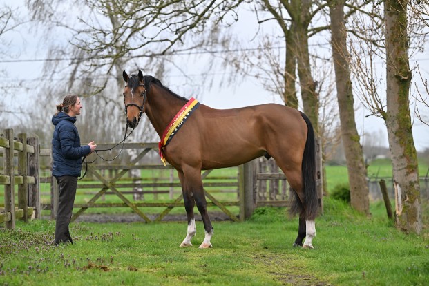 Focus op de toekomst: Van de Heffinck introduceert hengstencollectie voor 2026