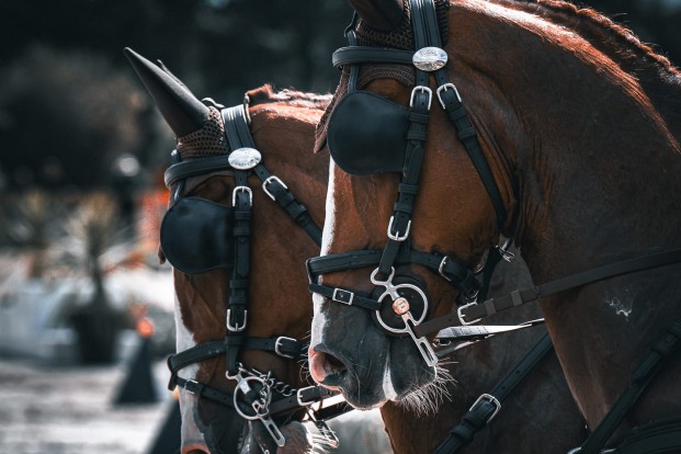 Belgische menners schitteren op eerste dressuurdag in CAI Le Pin-au-Haras: vijf podiumplaatsen voor onze landgenoten Belgische menners schitteren op eerste dressuurdag in CAI Le Pin-au-Haras: vijf podiumplaatsen voor onze landgenoten