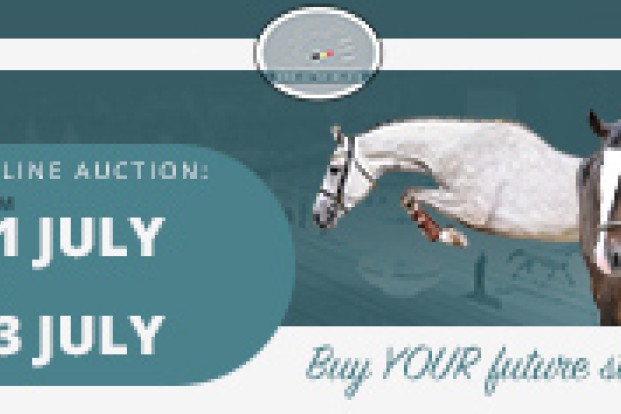 Horse Auction Belgium presenteert een nieuwe collectie van 27 veelbelovende jonge springpaarden Horse Auction Belgium presenteert een nieuwe collectie van 27 veelbelovende jonge springpaarden