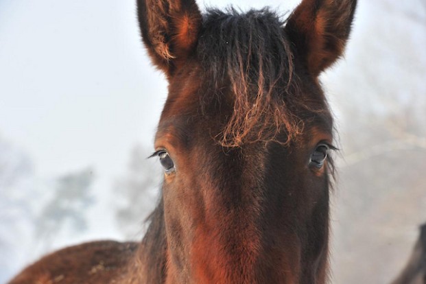 Paniek tijdens paardenkamp in Peer: vijftien jonge ruiters gewond na angstaanjagende bosrit