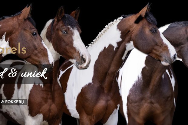 Stud De Rock 1 lanceert gloednieuwe website Stud De Rock 1 lanceert gloednieuwe website