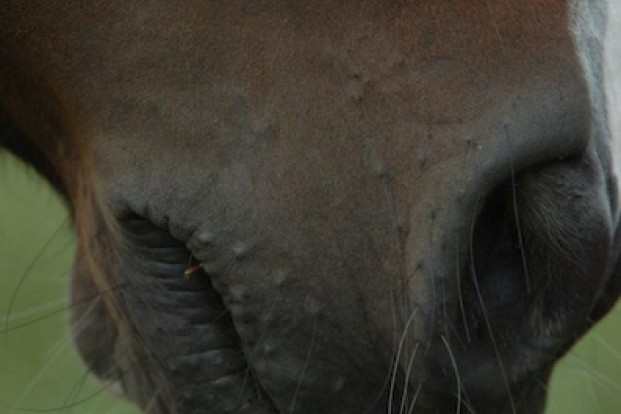 Met tranen in de ogen moesten ze hun paarden vrijlaten: een wanhopige keuze voor hun leven Met tranen in de ogen moesten ze hun paarden vrijlaten: een wanhopige keuze voor hun leven