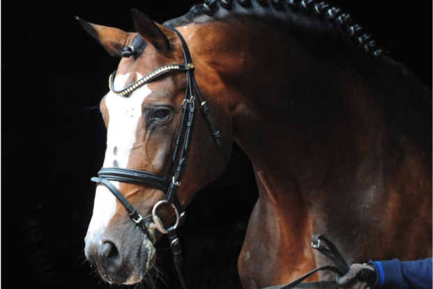 Paardenwereld neemt afscheid van legendarische vererver Balou du Rouet