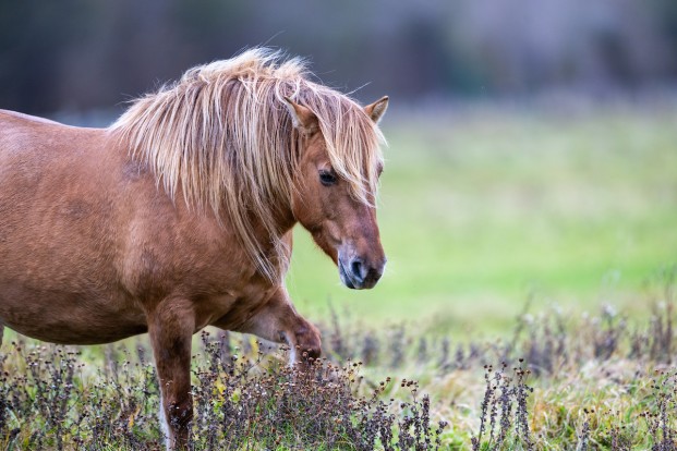Paard trapt 12-jarige Lucie in het gezicht na val: “Met een beetje respect had dit vermeden kunnen worden”