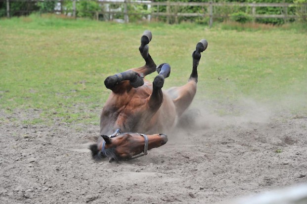 Een paard is meer dan wat het voor ons kan betekenen