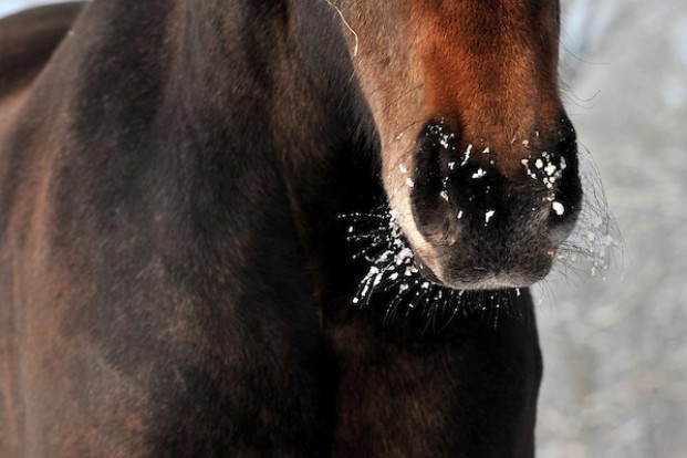 Minder paarden dan vroeger op Sint-Hubertusviering in Tervuren
