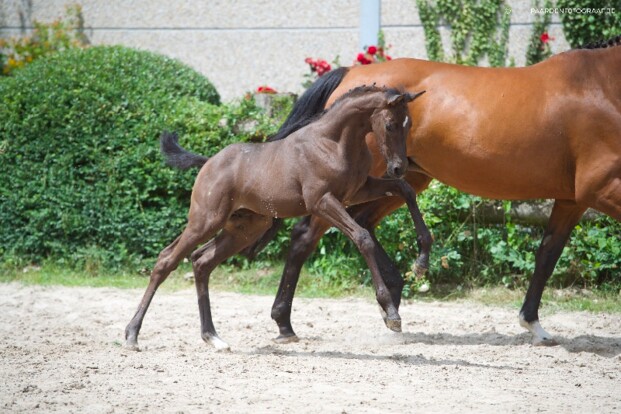 HippoChamp maakt zich op voor eerste editie