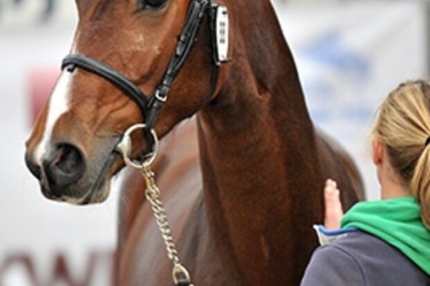 Halfbroer Hickstead naar Tweede Bezichtiging