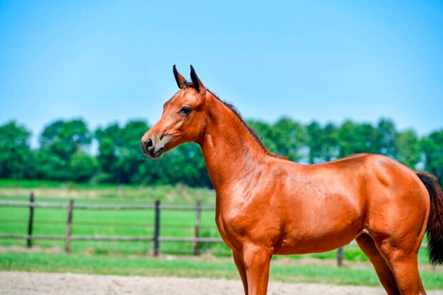 Malito de Reve & Conthargos leveren winnaars Malito de Reve & Conthargos leveren winnaars