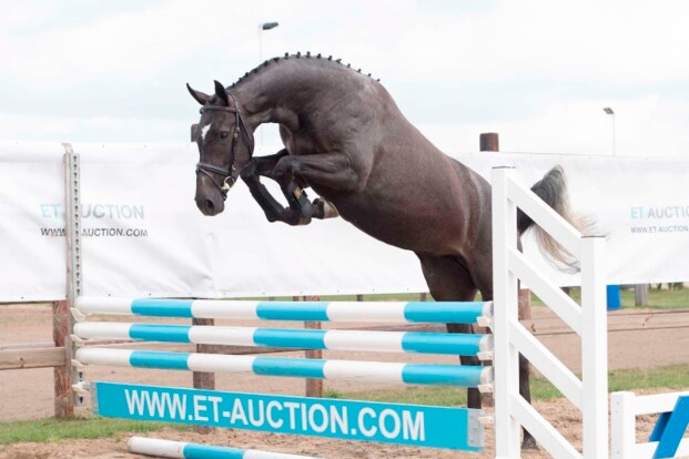 Vandaag: ET Auction presentatie St. Niklaas