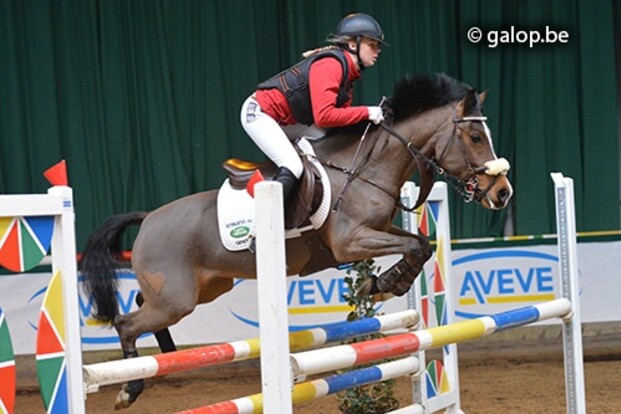 indoor pony's LRV Moerbeke-Waas