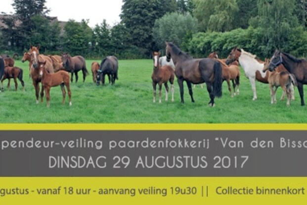 7° Opendeur-veiling Stal den Bisschop
