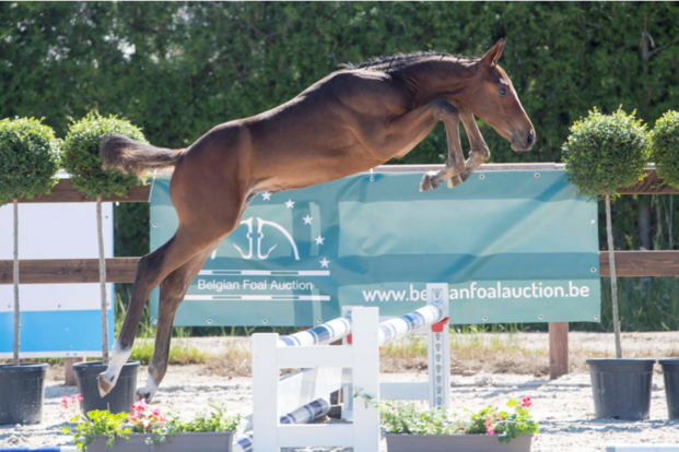 Belgian Foal Auction jubileum editie