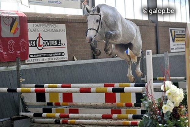 Mr Blue wint vrijspringen Hoogstraten Mr Blue wint vrijspringen Hoogstraten