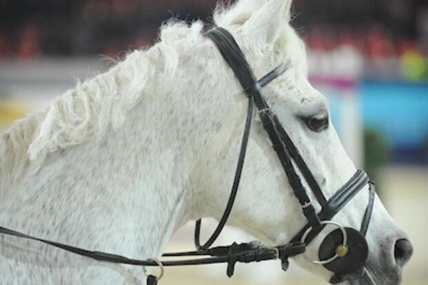 CSI2* Roeser : Ook Bouvy wordt 2de!