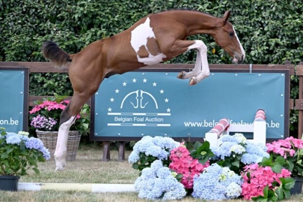 Belgian Foal Auction bevestigd opnieuw!