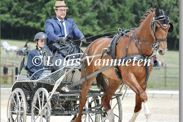 Hatrival, foto's dressuur