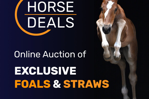 Uitzonderlijke veulens in de May Deals collectie van HorseDeals!