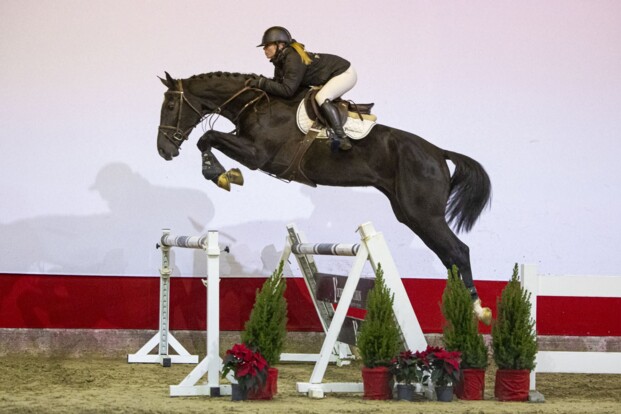 Youhorse.auction knallend het nieuwe jaar in Youhorse.auction knallend het nieuwe jaar in