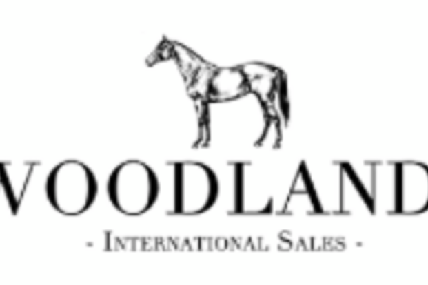 Woodland’s paarden wervelen door de voorjaar Woodland’s paarden wervelen door de voorjaar