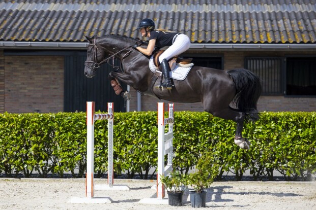 Harrera sluit september-veiling Youhorse.auction af met 40.000 euro Harrera sluit september-veiling Youhorse.auction af met 40.000 euro
