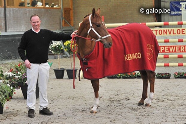 Showdag jonge Belg. Springpaarden - Brecht