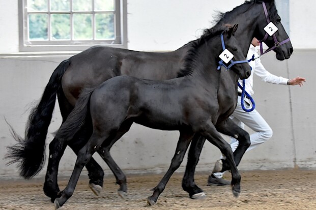 Arabo-Friese keuringsdag, Neerpelt - 15/09