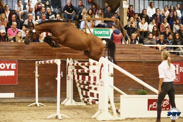 Fences Elite Veiling start vanavond!
