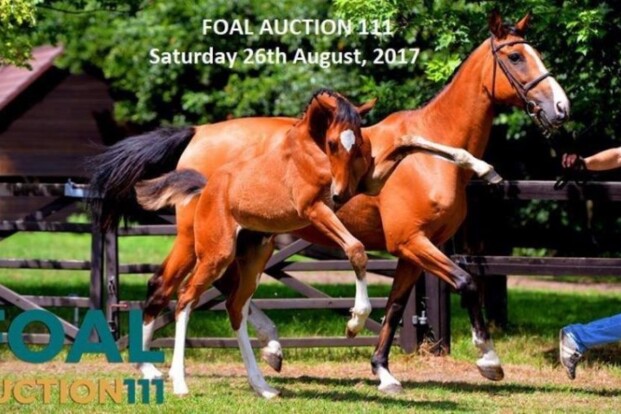 Uw veulen inschrijven bij Foal Auction 111 Uw veulen inschrijven bij Foal Auction 111
