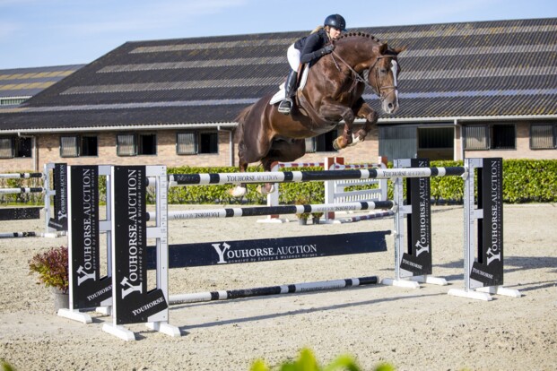 It’s Otto naar Canada in recordbrekende Youhorse.auction It’s Otto naar Canada in recordbrekende Youhorse.auction