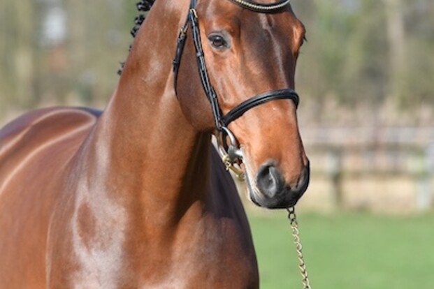 L'Hermes de Muze 7e in Deense Youngster GP