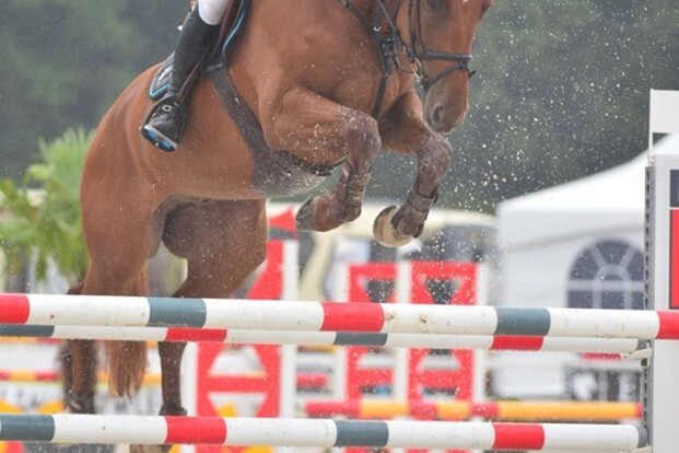 Goud voor Pieter Kenis en Okky Blue-S bij 5j