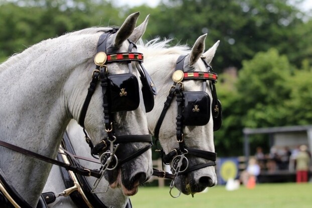 Sint-Eloois-Winkel, Manor Goes Classic - 19-21/05