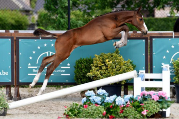 Belgian Foal Auction gemiddelde +11000 €