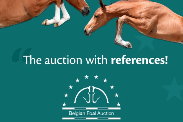 Countdown naar de “Belgian Foal Auction” Countdown naar de “Belgian Foal Auction”
