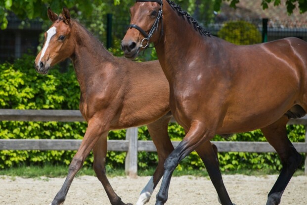 Belgische invloed in Bolesworth Elite Auctio