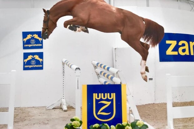 Fiston De Bo Z wint vrijspringen 3j op Z