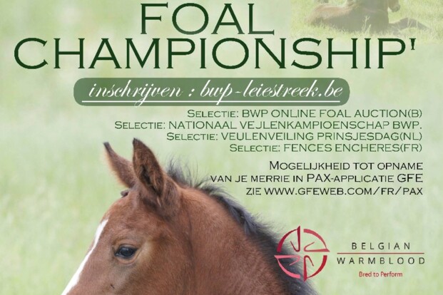 BWP Leiestreek: FLANDERS FOAL CHAMPIONSHIP BWP Leiestreek: FLANDERS FOAL CHAMPIONSHIP