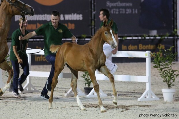 Flanders Foal Auction in Bonheiden Flanders Foal Auction in Bonheiden
