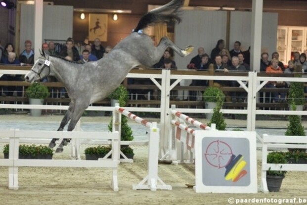 BWP: Hunter's Studfarm heeft eyecatcher bij