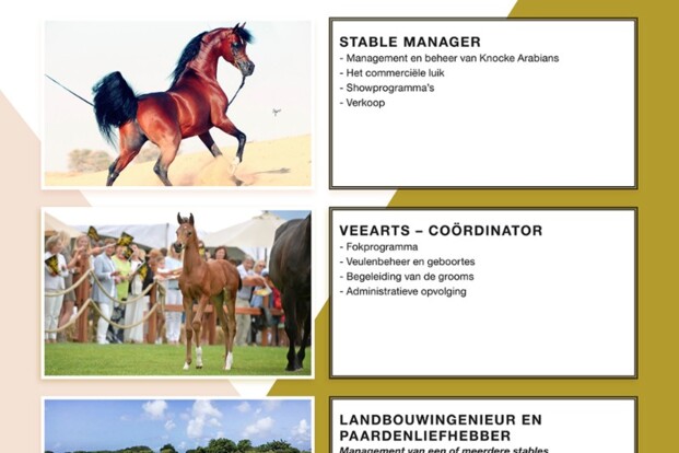 Vacatures bij Knocke Arabians Vacatures bij Knocke Arabians