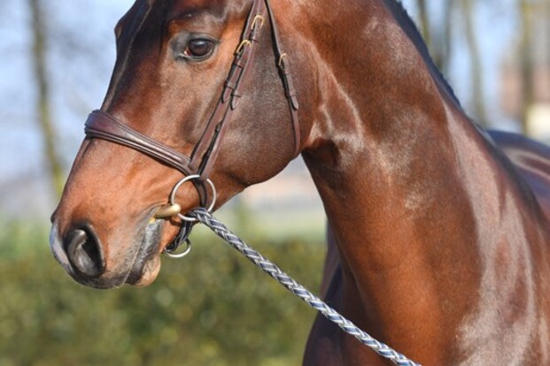 Corydon van T&L beschikbaar met vers sperma!