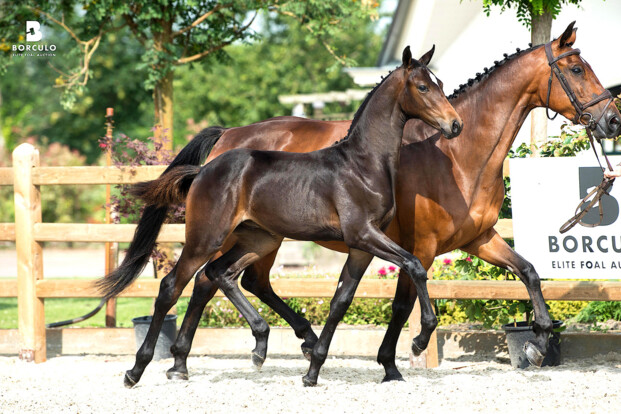 Conthargos hengstveulen in de Borculo Elite Foal Auction
