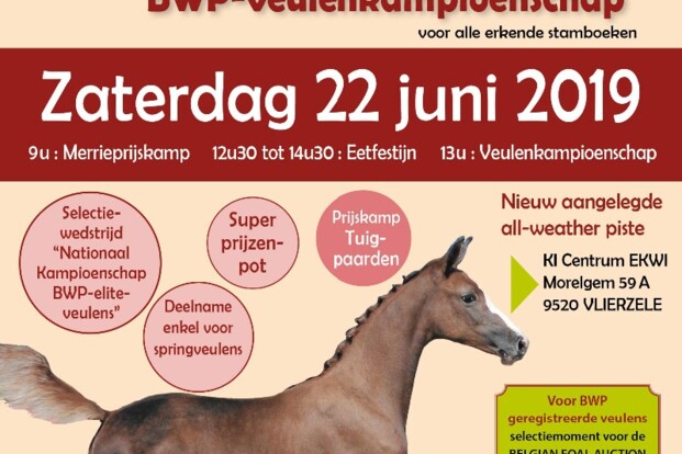 Veilingselectie BFA tijdens open veulenkamp. Veilingselectie BFA tijdens open veulenkamp.