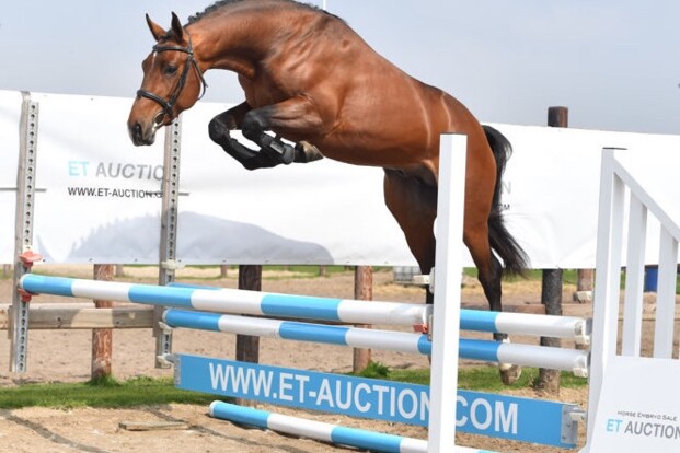 24/4: Presentatie veilingpaarden ET Auction